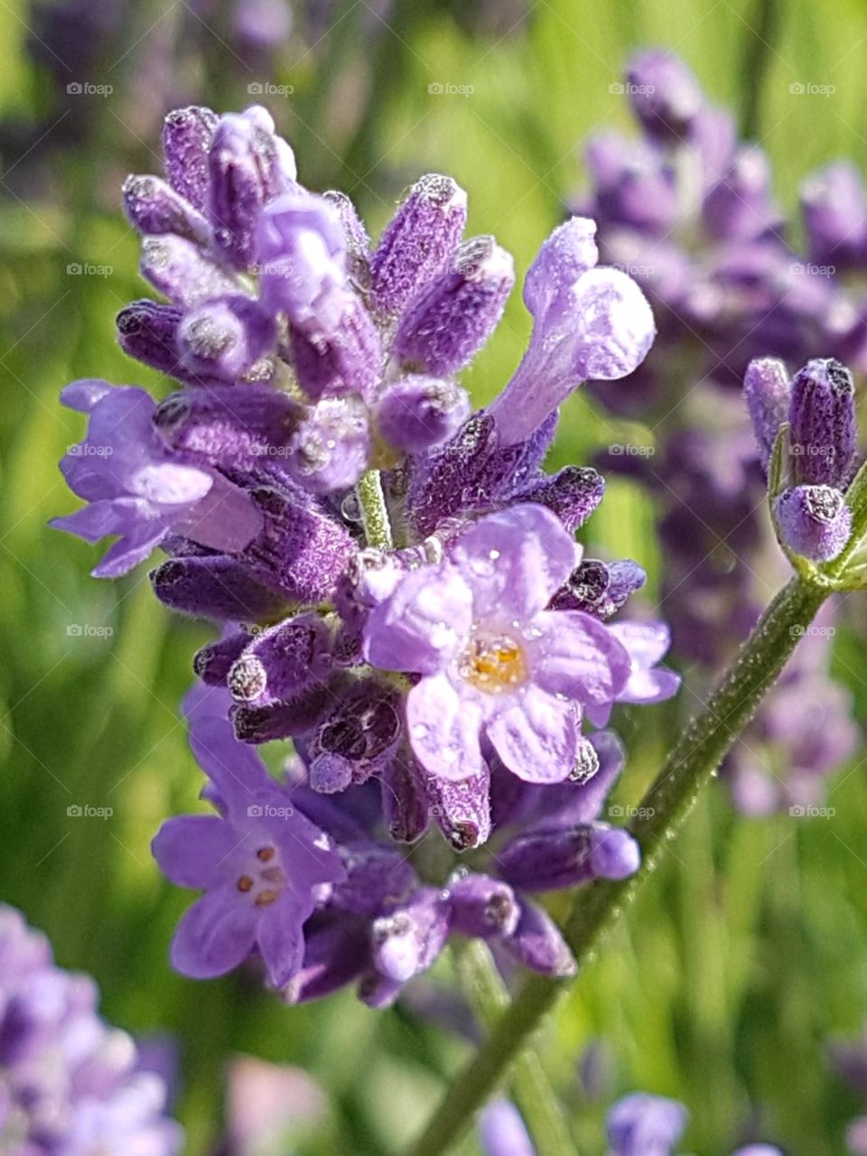 lavender