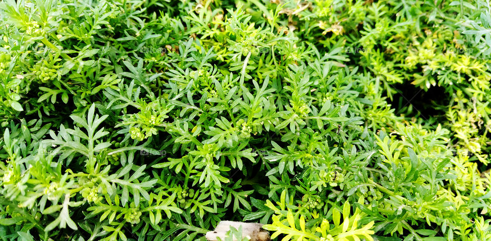 Plant close up