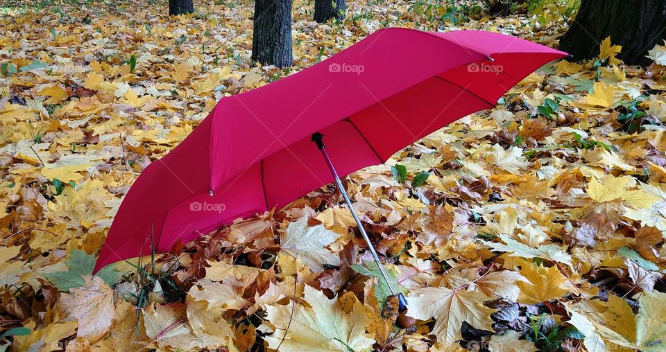 Autumn time 🍂🍁 Umbrella ☔ Outside 🍁🍂