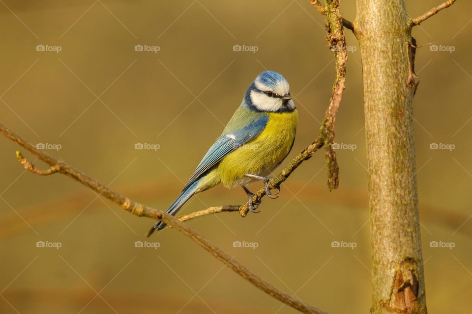 Blue tit bird perching in a park in Brussels