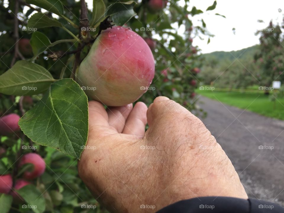 Apple picking 