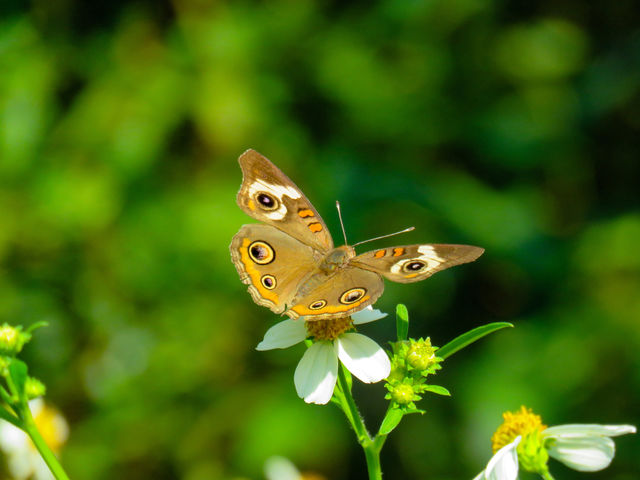 common buckeye