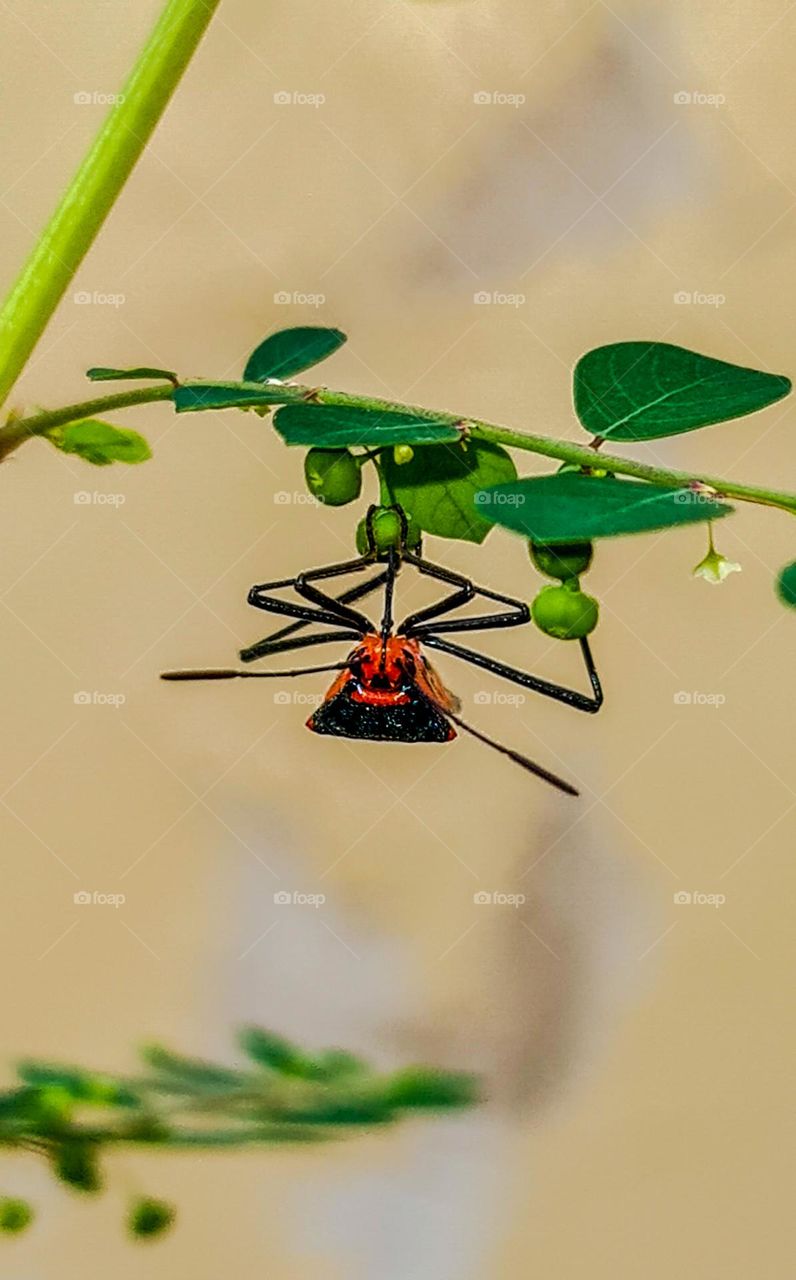 Insect: Phytophagous bed bug upside down.
Inseto: Percevejo Fitófago de cabeça para baixo.