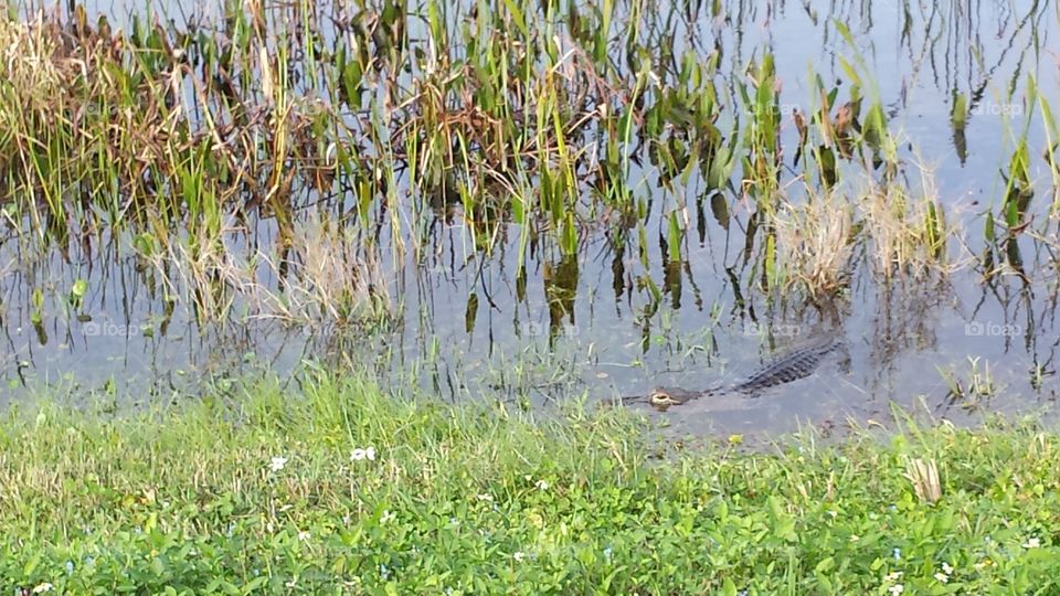 Alligator in the Wetlands