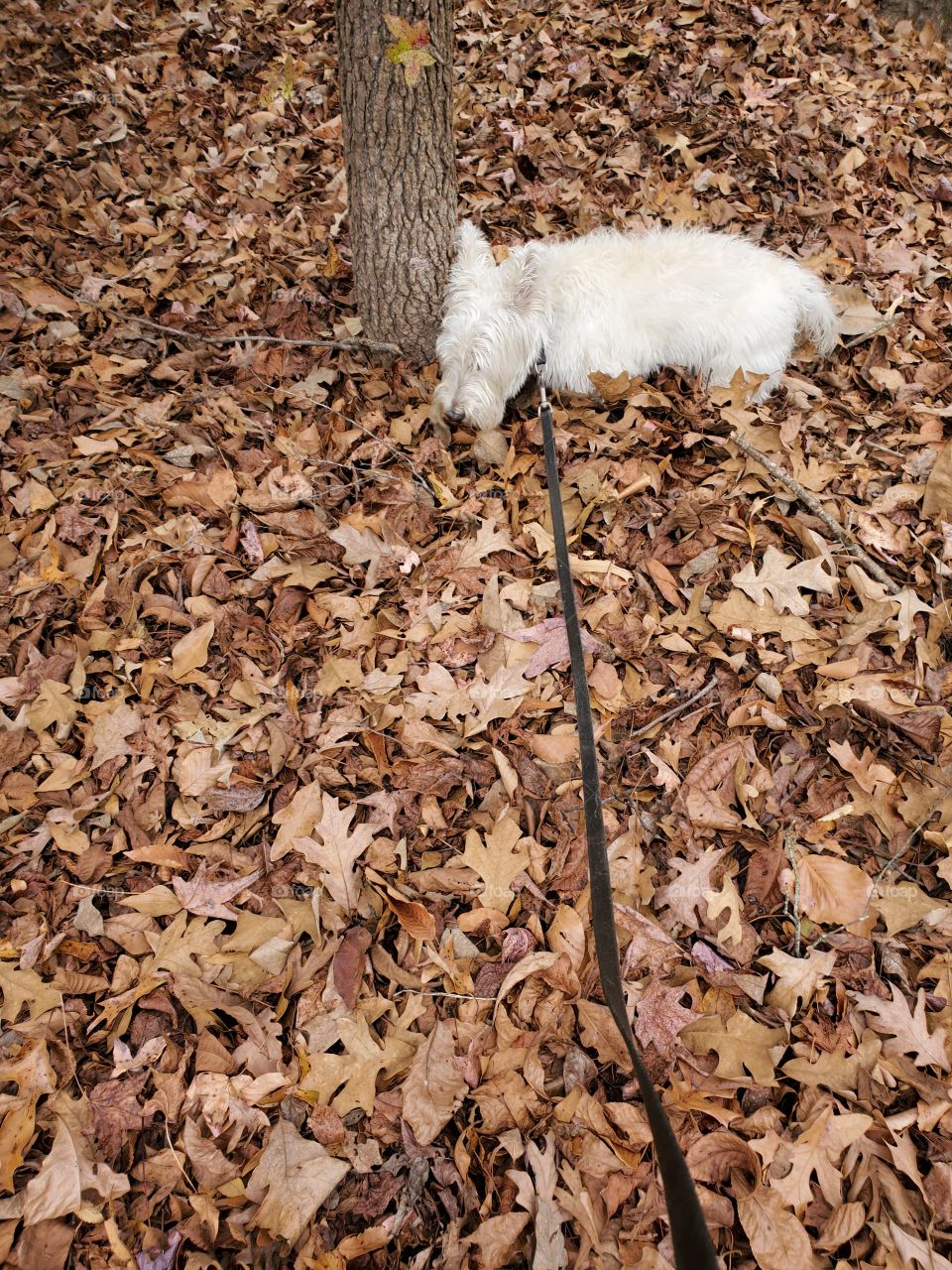 leaves on the ground