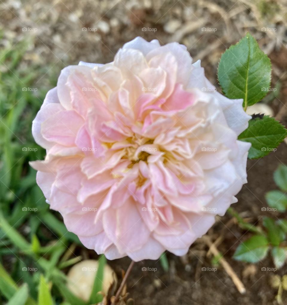 🌹 🇺🇸 Very beautiful flowers to brighten our day.  Live nature and its beauty. Did you like the delicate petals? / 🇧🇷 Flores muito bonitas para alegrar nosso dia. Viva a natureza e sua beleza. Gostaram das pétalas delicadas? 