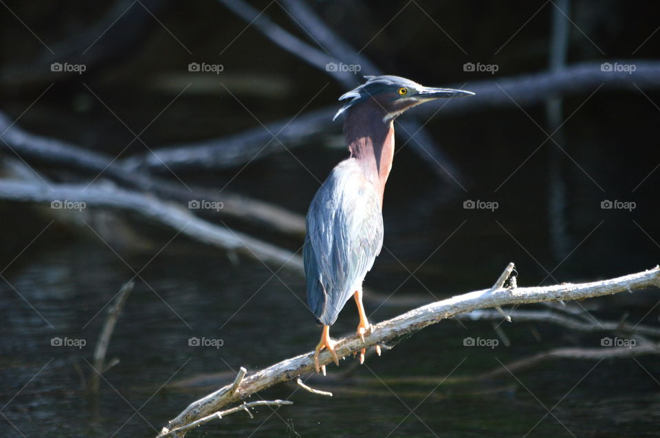 bird on a limb over water