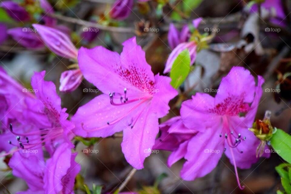 Purple azalea 