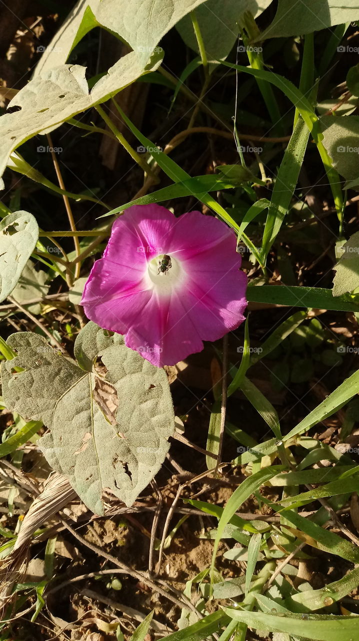 Nature Ipomoea nil
