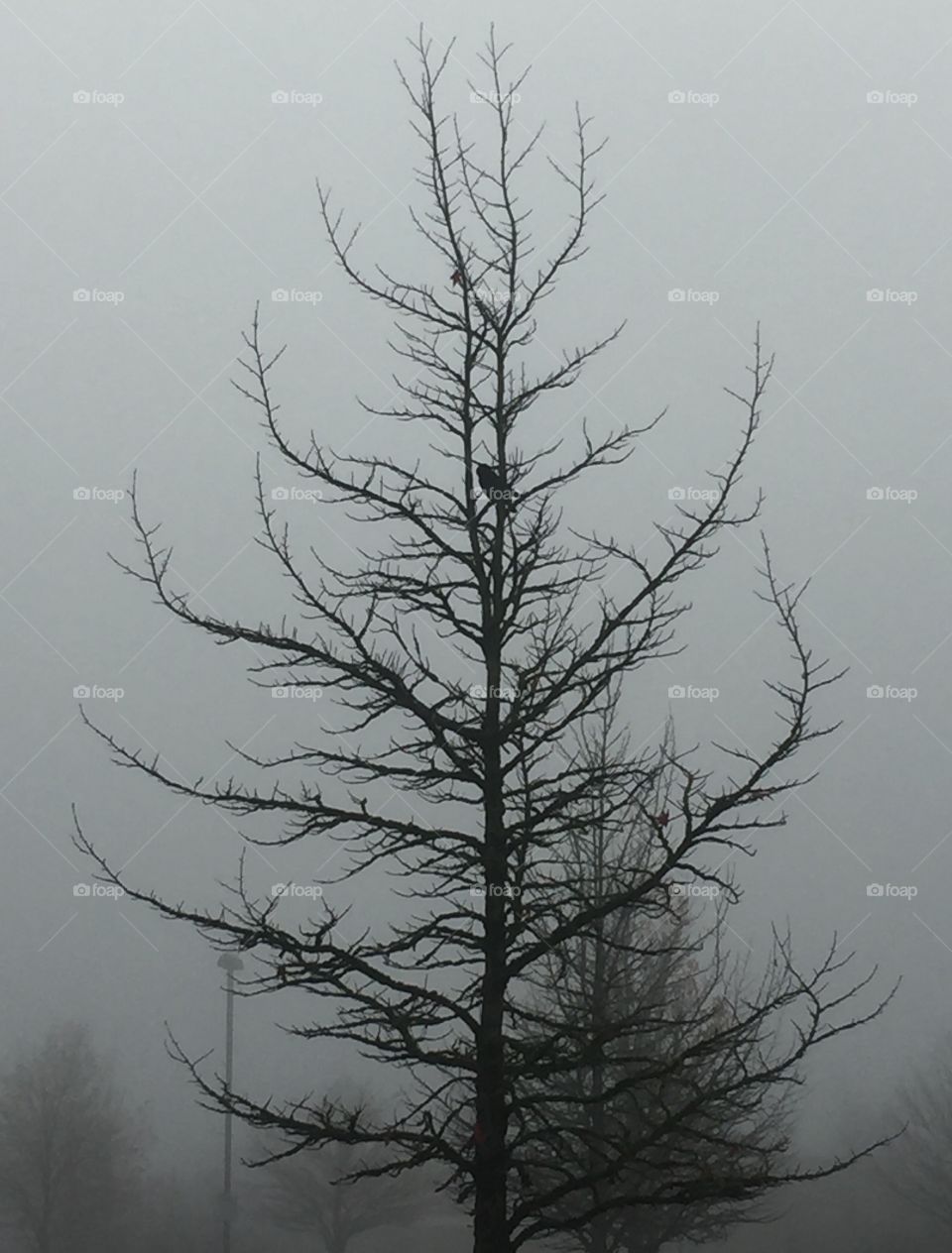 Winter tree in fog with bird