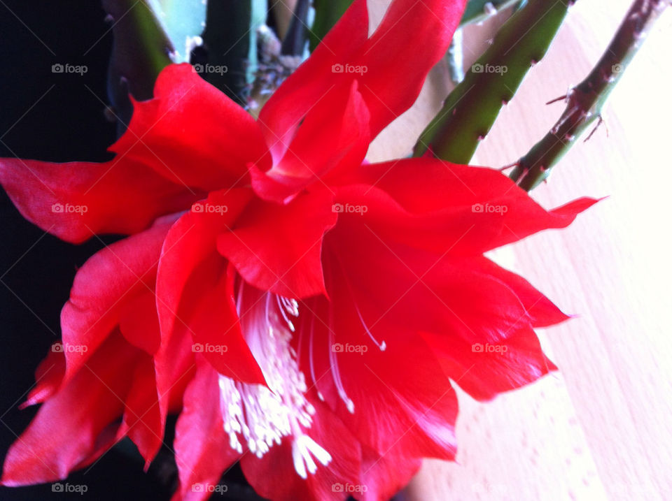 Röd kaktus