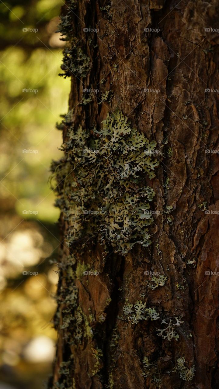 Macro tree