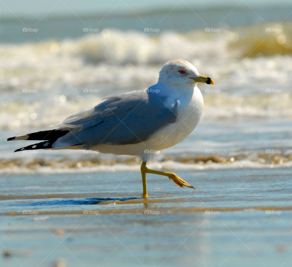 beach seagull galveston by lightanddrawing