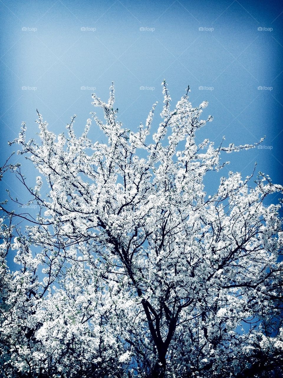 Cold tree