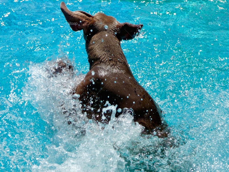 Swim Time. Weimaraner swimming