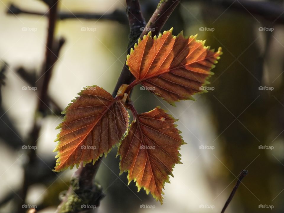 colors of spring