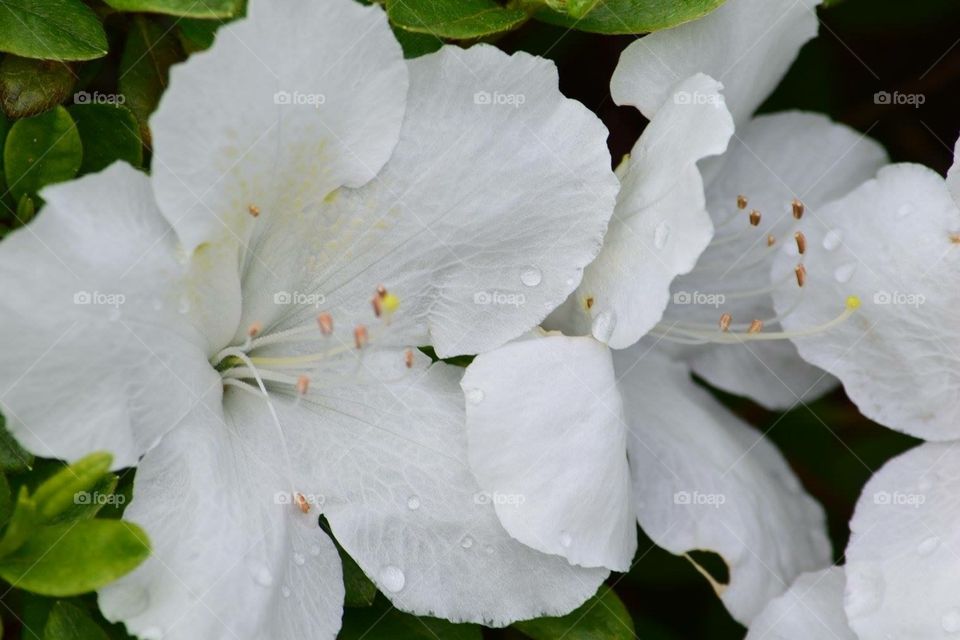 White hibiscus 