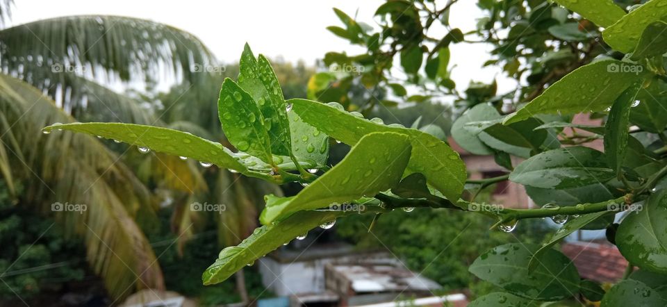 Lemon Leaf after Rain