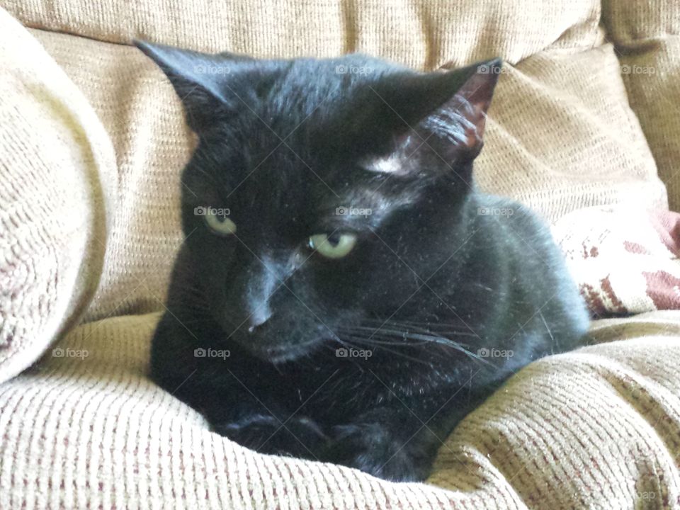 Grumpy Black Cat
