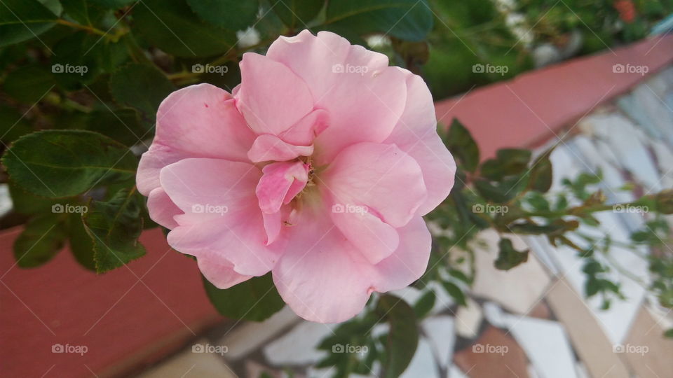 pink rose