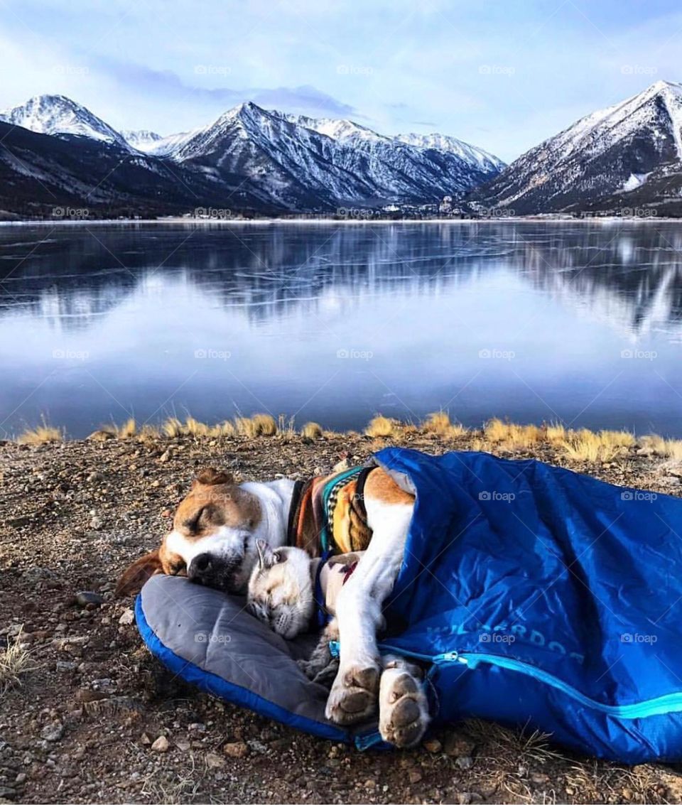 Camping Dogs