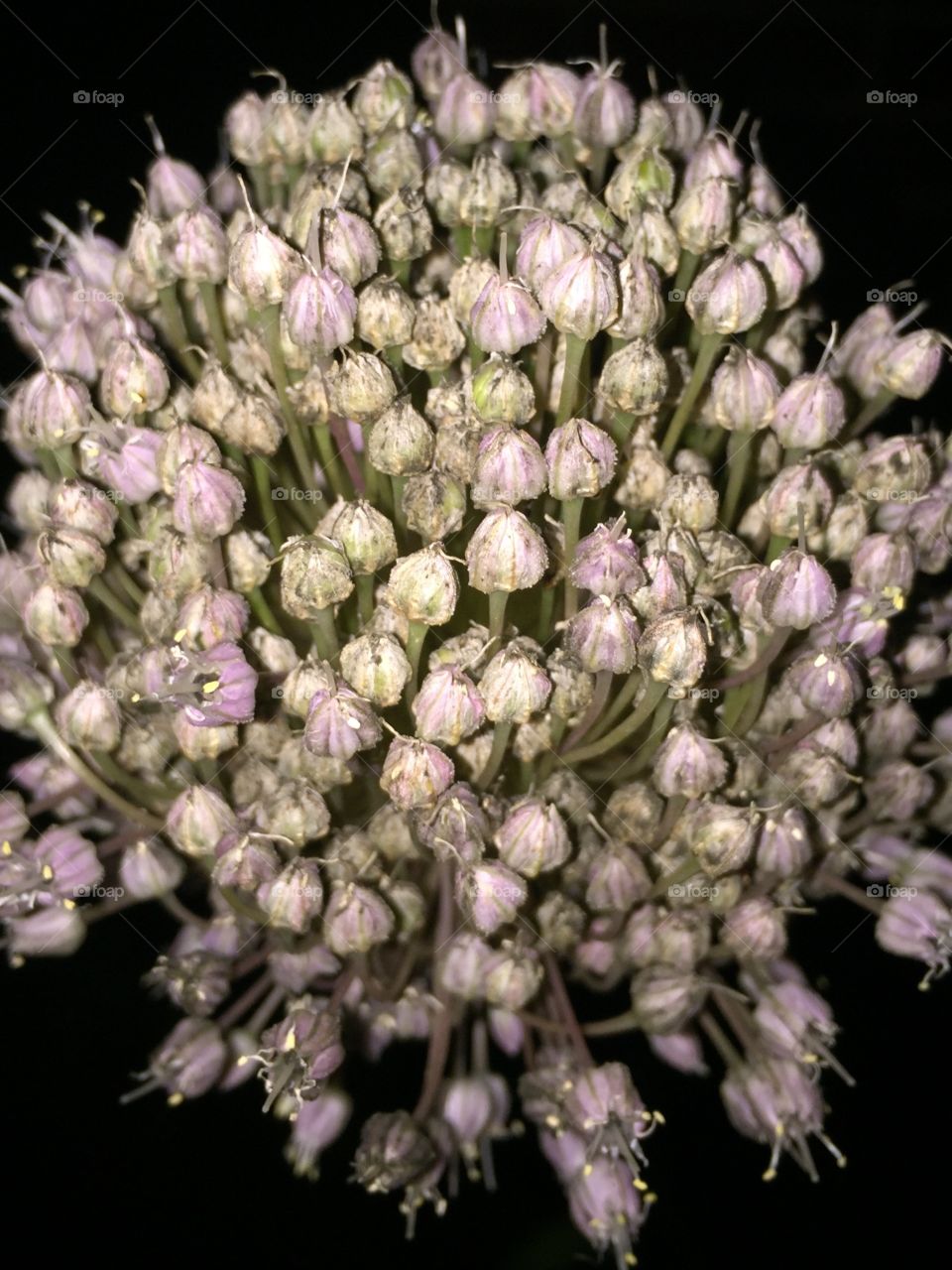 The flowering symmetrical closeup of a garlic blossom.