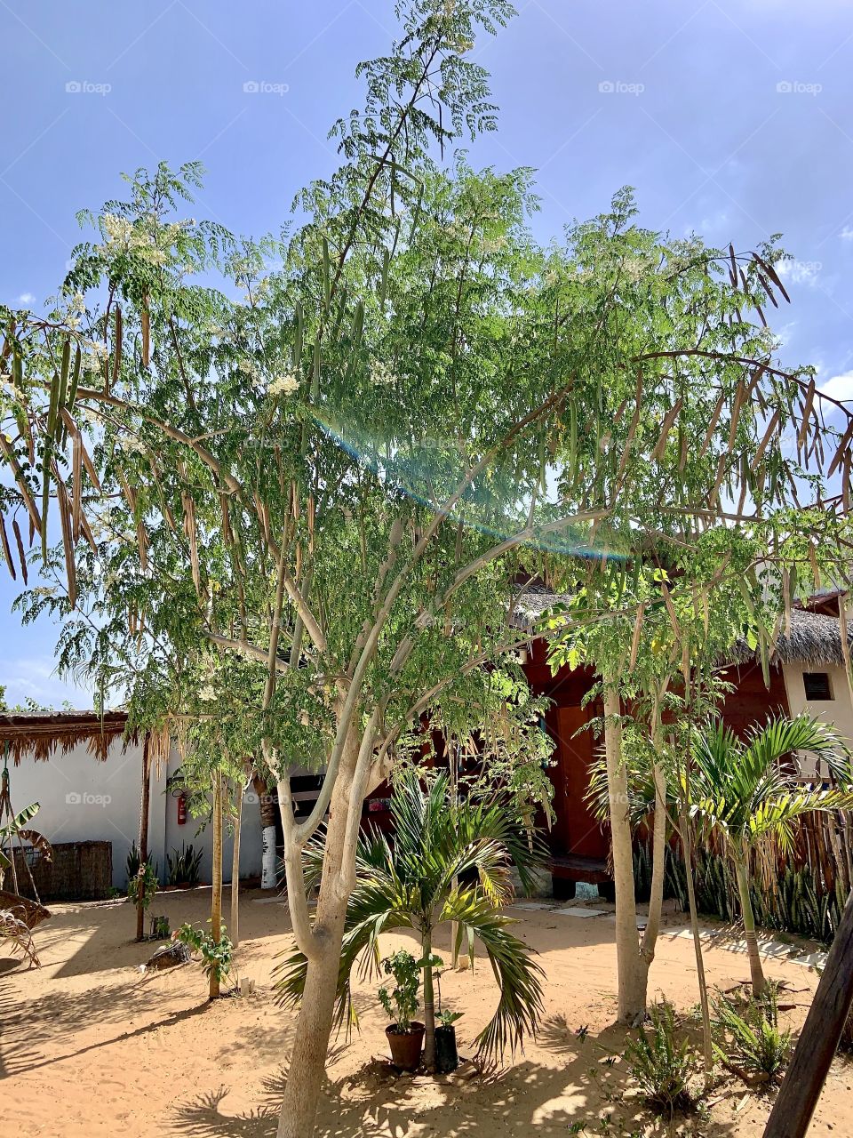 Moringa tree with a natural rainbow in the private garden 