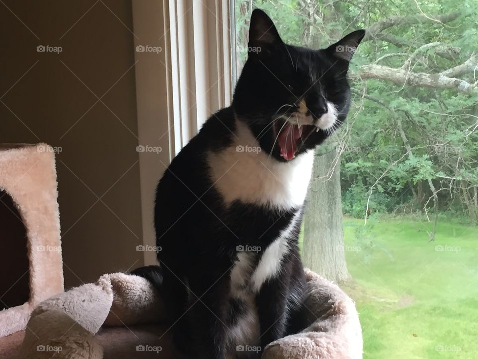 Ok ok I'm awake from my nap