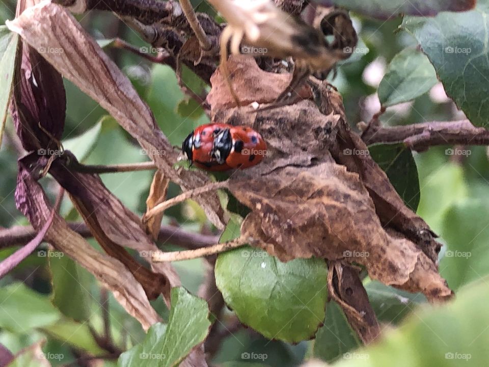 Mate between two ladybugs in spring 