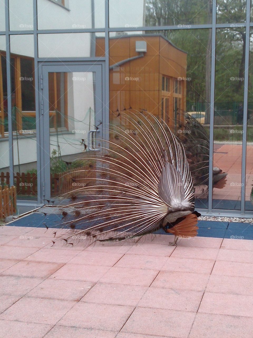 peacock and mirror