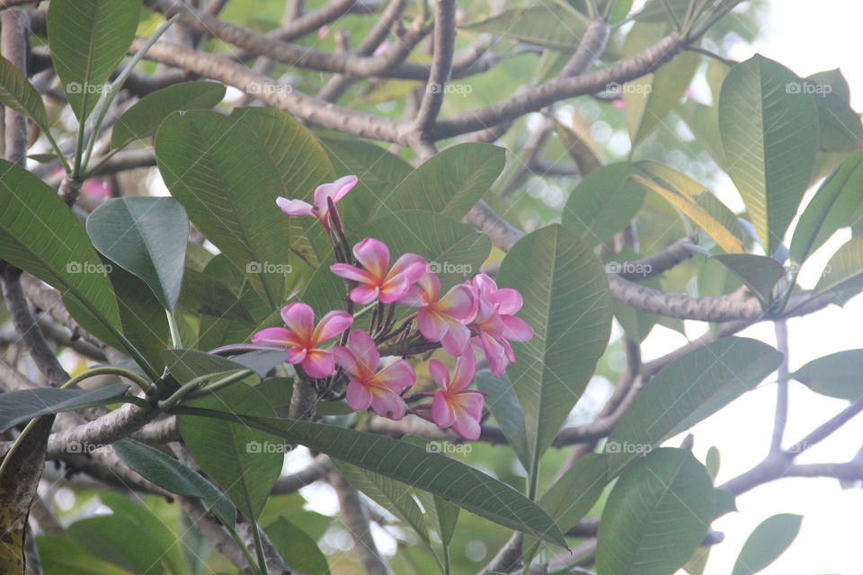 kamboja flower