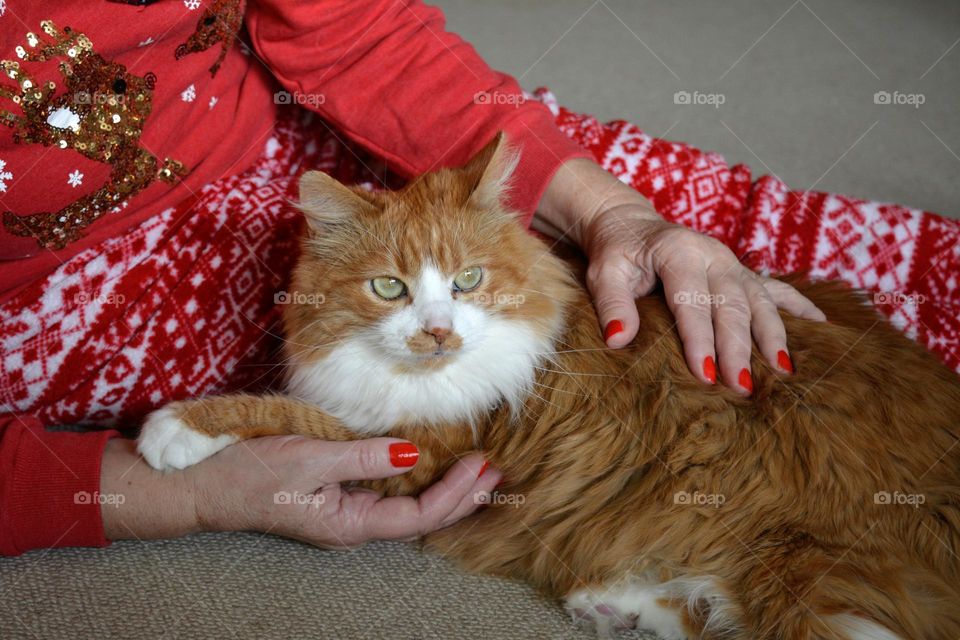 female hands red manicure and cat pet