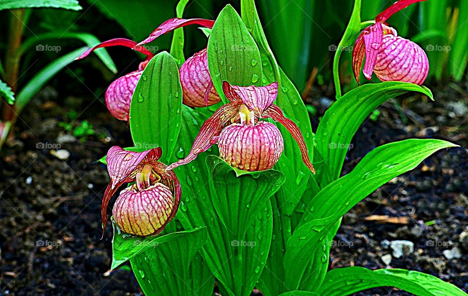 ORQUÍDEAS CYPRIPEDIUM