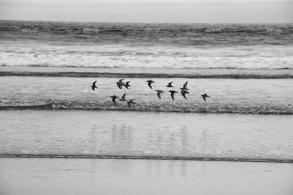 Birds flying above the shallow water while tide  coming up 