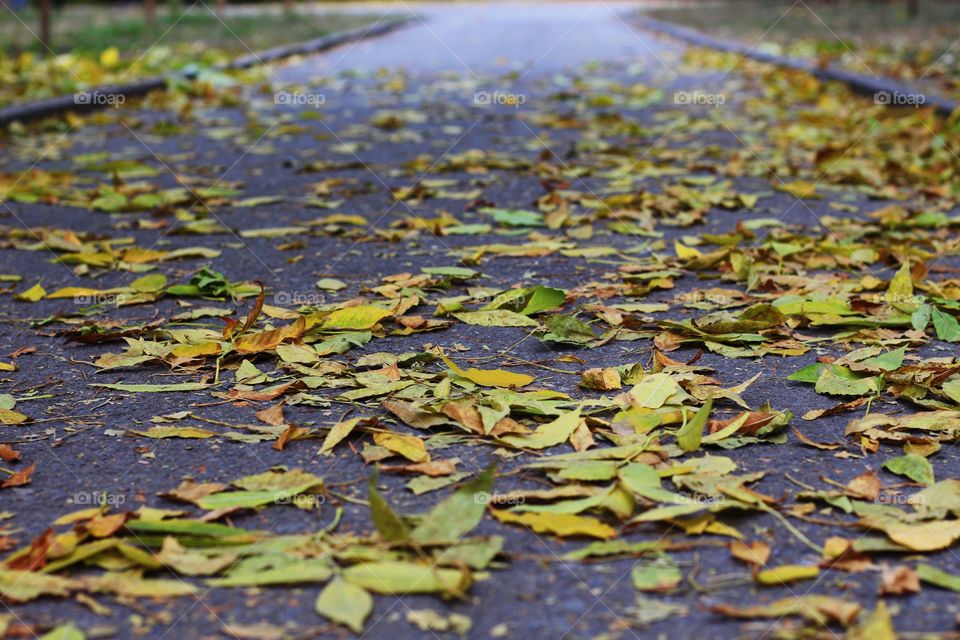 Autumn road 