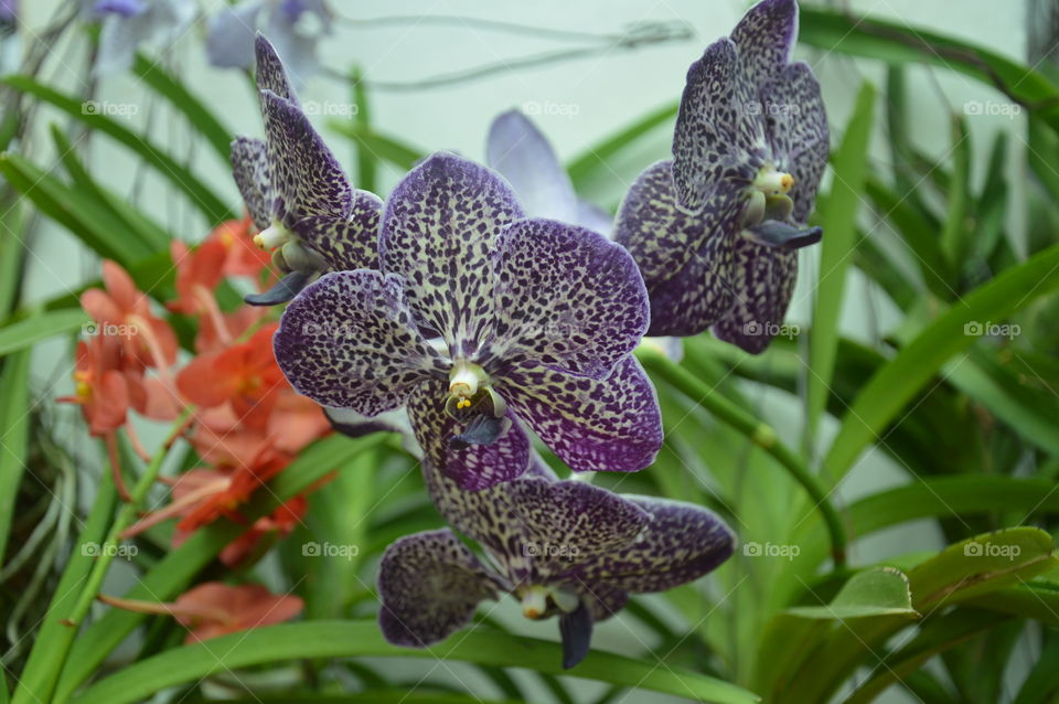 Purple Orchidea