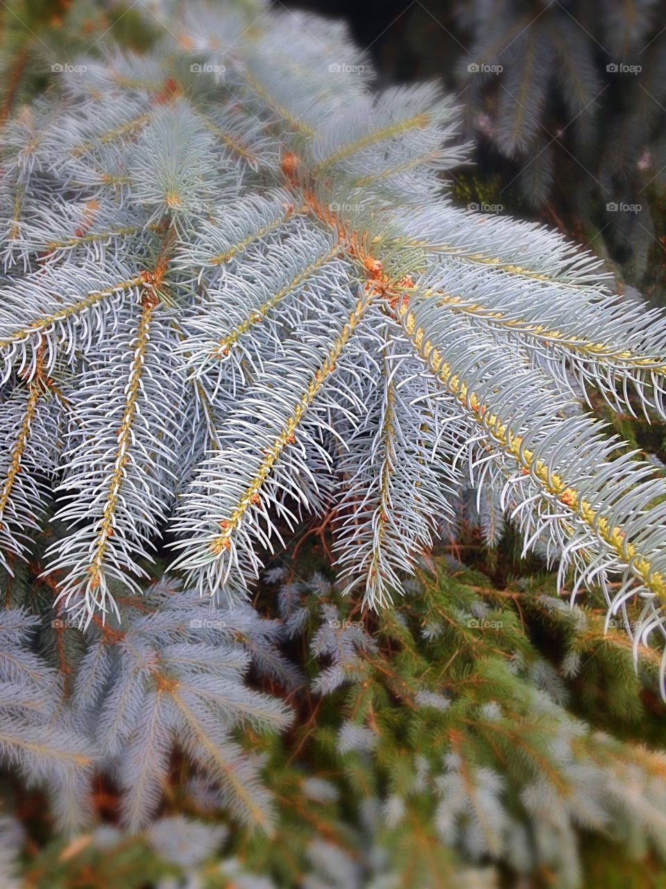 Blue spruce. Blue spruce needles