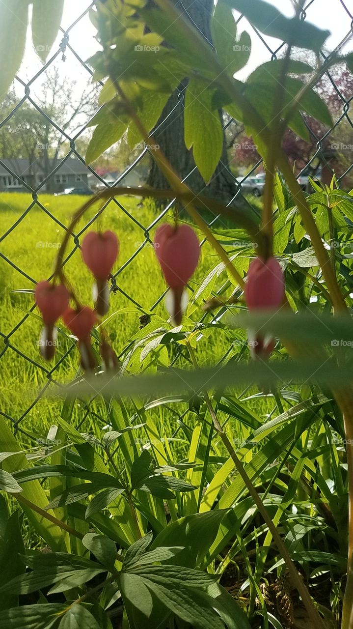 Bleeding Heart