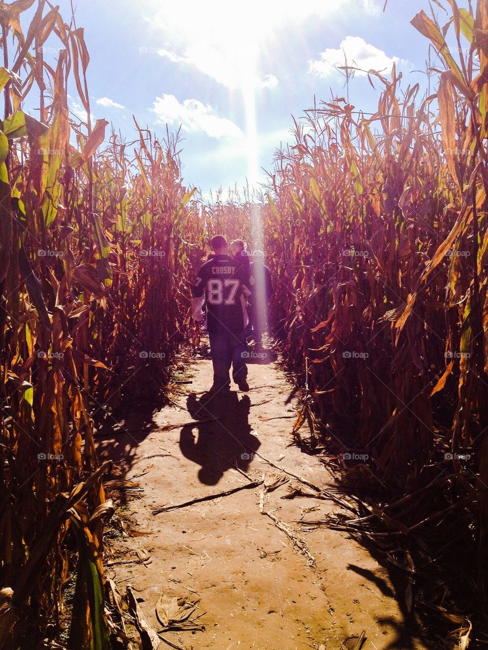 Corn maze