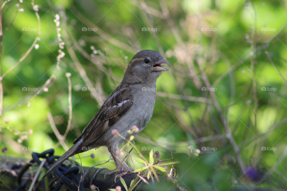 Sparrow perched on metal fence with trees in background on June day 
