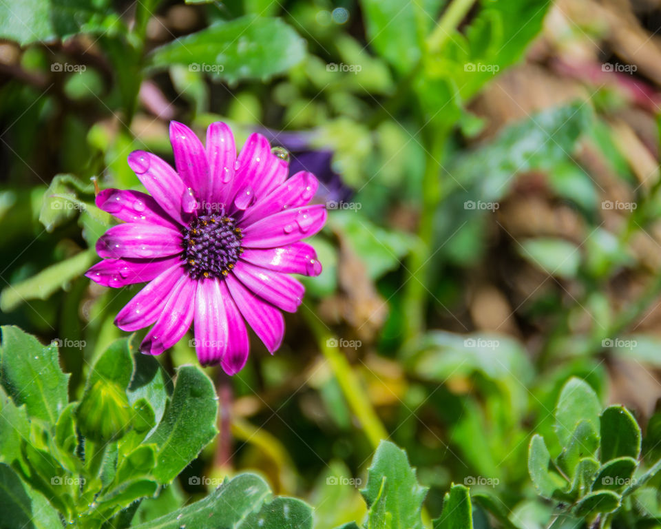 Purple flower with water drops