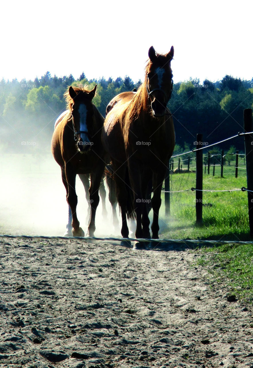 nature sweden horses sand by cabday