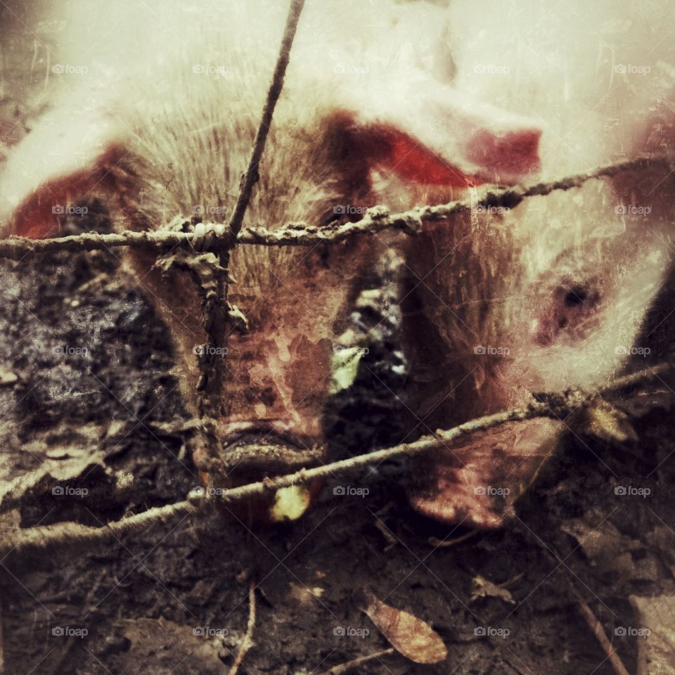 Rodent, Mammal, Mouse, Rat, No Person