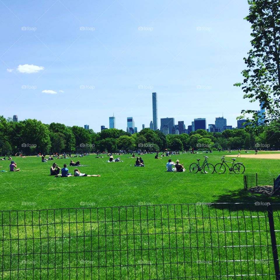 Central Park in the summer