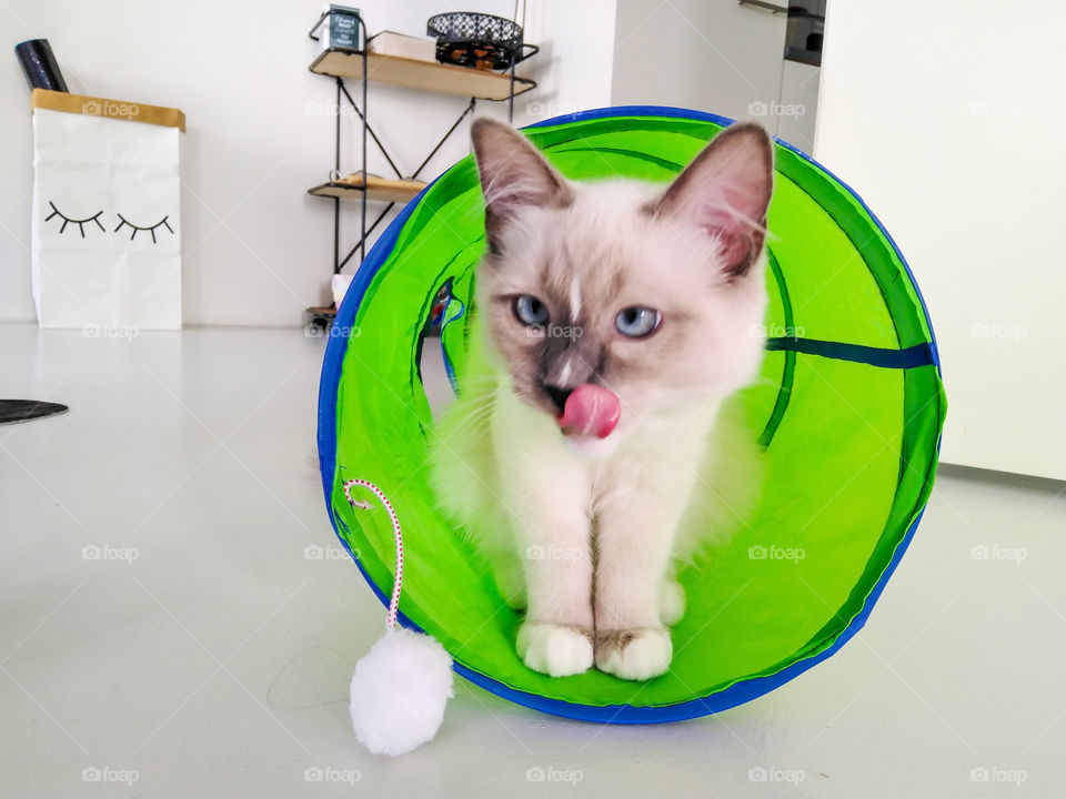 Cute white cat and his toy