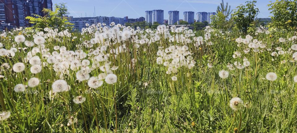 Dandelions in the city