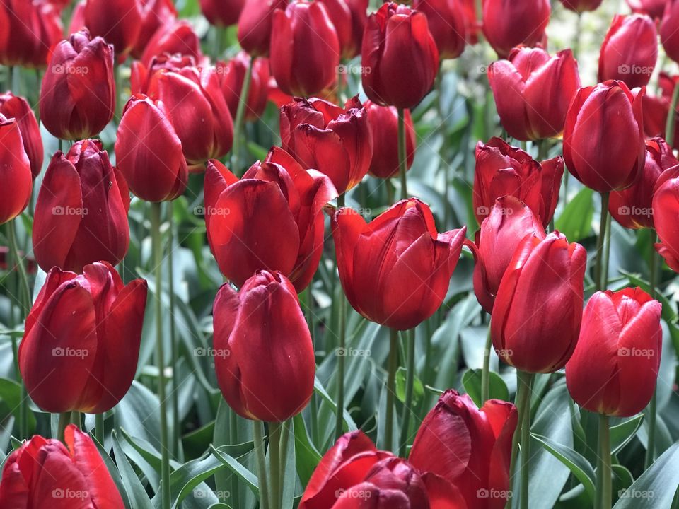 Red Tulips