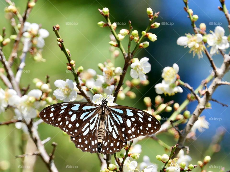 Beautiful and cute butterfly