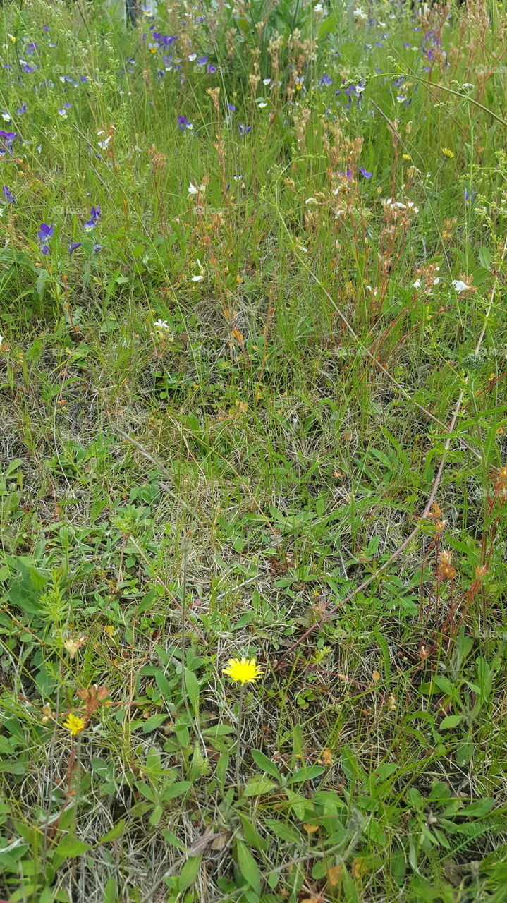 grass and flower