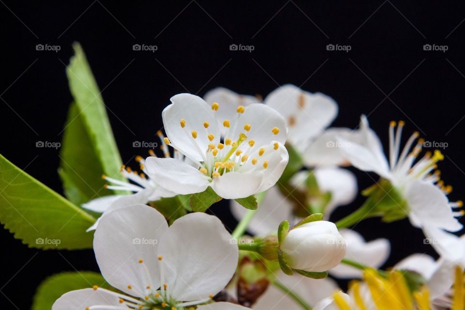 White Flowers